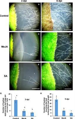 Phytohormone Priming of Tomato Plants Evoke - Frontiers